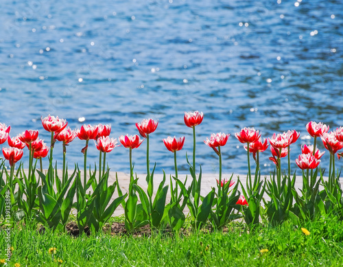 Terry white and red tulips near the pond on the background of water