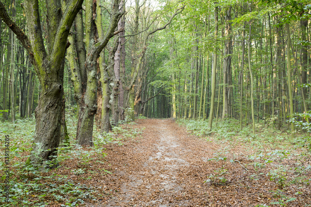 Fototapeta premium Green forest