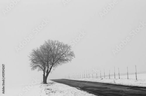 Wallpaper Mural Lonely tree in fog next to a road Torontodigital.ca