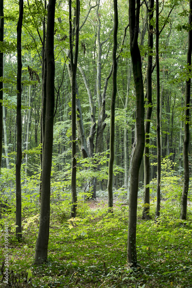Fototapeta premium Green forest