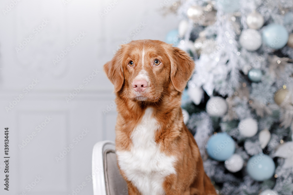 dog in the scenery, the holiday and the New Year, Christmas, holiday and happy