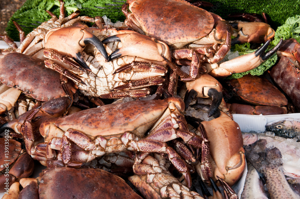 crab close up with large pincers crab close up with large pincers