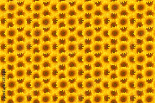 flower sunflower  summertime