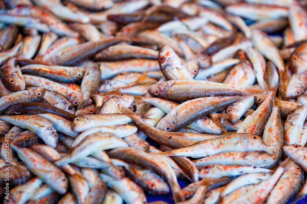 Fresh fish for sale on fish market. Red mullets. Mullus barbatus Fresh fish for sale on fish market. Red mullets. Mullus barbatus
