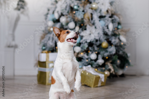 Fototapeta Naklejka Na Ścianę i Meble -  dog in the scenery, the holiday and the New Year, Christmas, holiday and happy