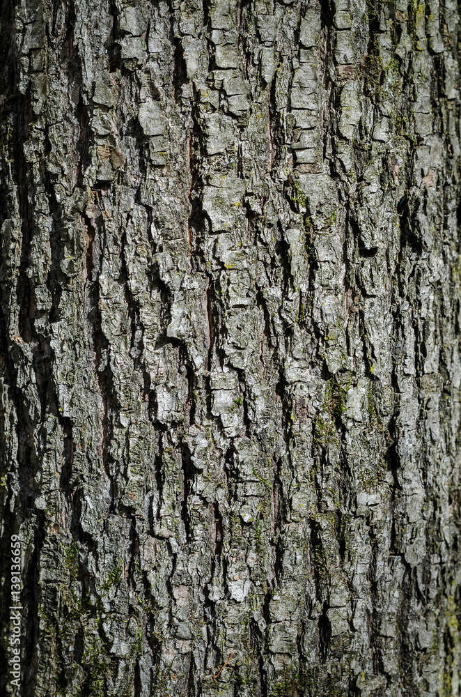 Texture Of Oak Bark. Close-Up. Macro. Texture Of Oak Bark. Close-Up. Macro.