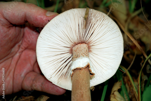  Eatable mushroom Amanita rubescens