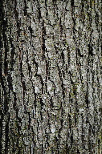 Texture Of Oak Bark. Close-Up. Macro. © devaul