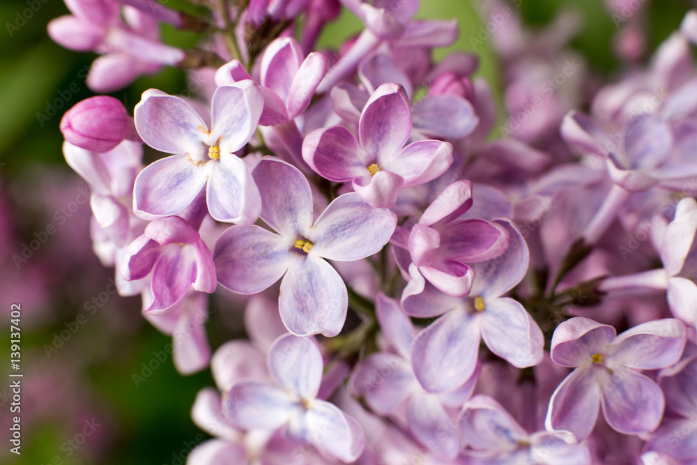 branch with spring lilac flowers close up