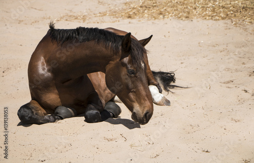 horse rolling in sand photo