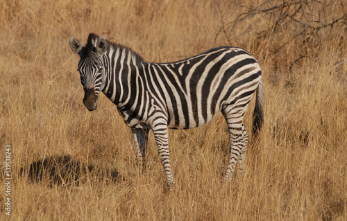 zebra