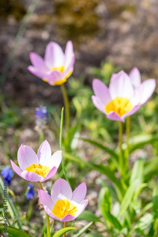 Fototapeta premium Krokosbeet im Frühling