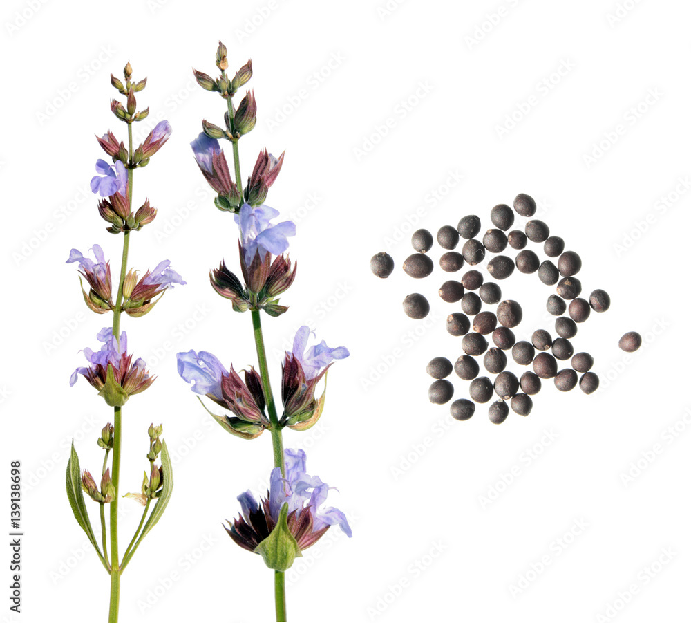 Common sage flower and seeds isolated on white background. Seeds of