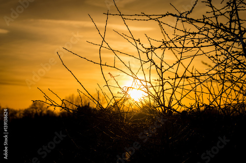 Setting spring sun with silhouette of winter tree branches