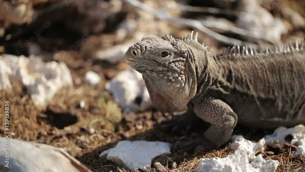 Gray iguana lizard on rocks at sunny day Gray iguana lizard on rocks at sunny day