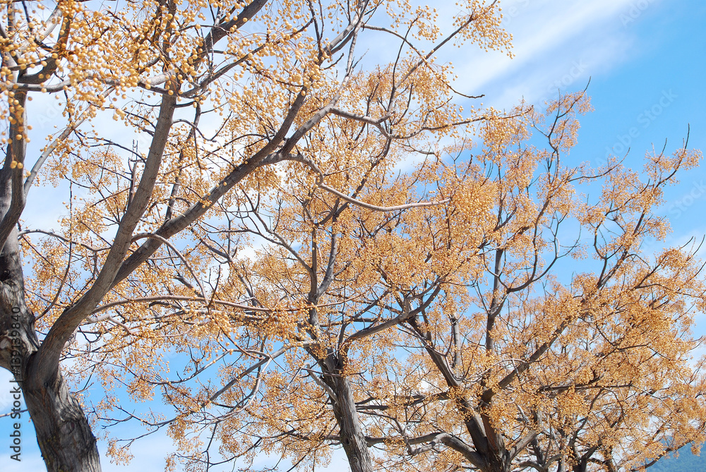 Fototapeta premium MELIA AZEDARACH. CINAMOMO, PARAÍSO