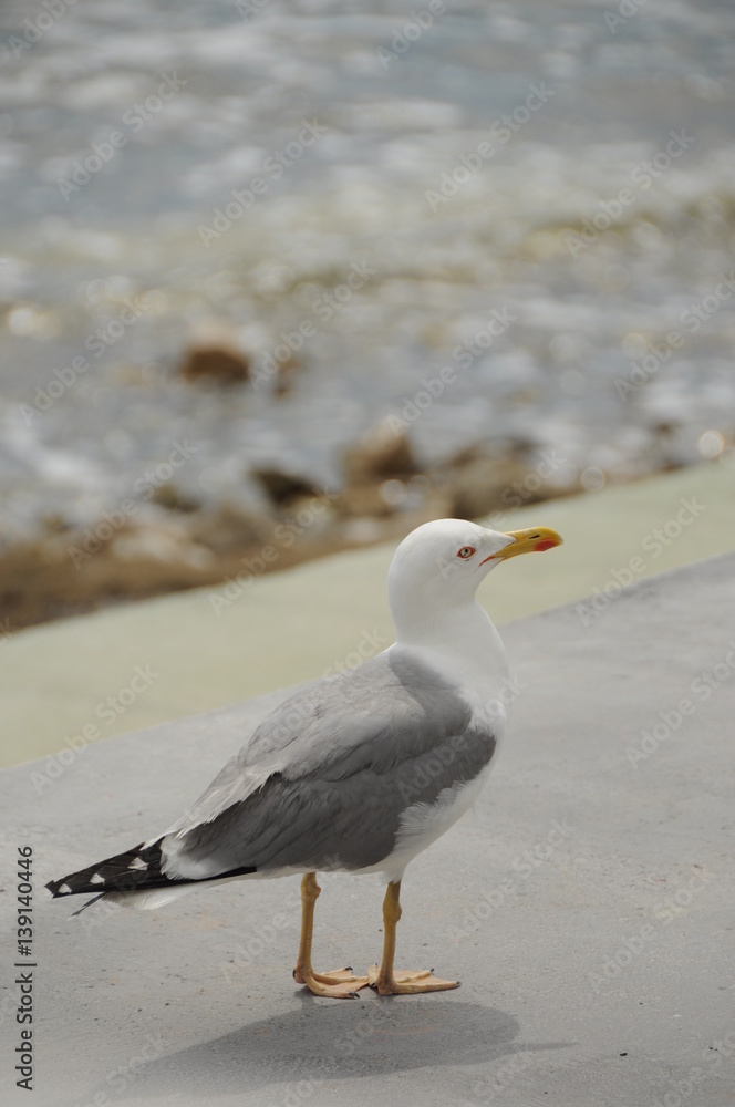 Obraz premium Möwe am Strand