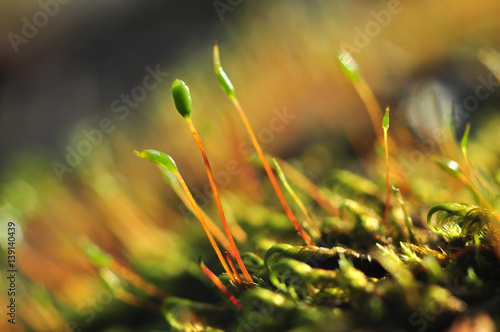 Colorful moss on blurred background closeup macro photo photo