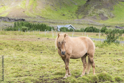 Beautiful icelandic horse on the meadow. Southern Iceland. © serg_did