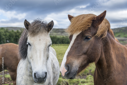 Fototapeta Naklejka Na Ścianę i Meble -  Cute icelandic horses. Southern Iceland.