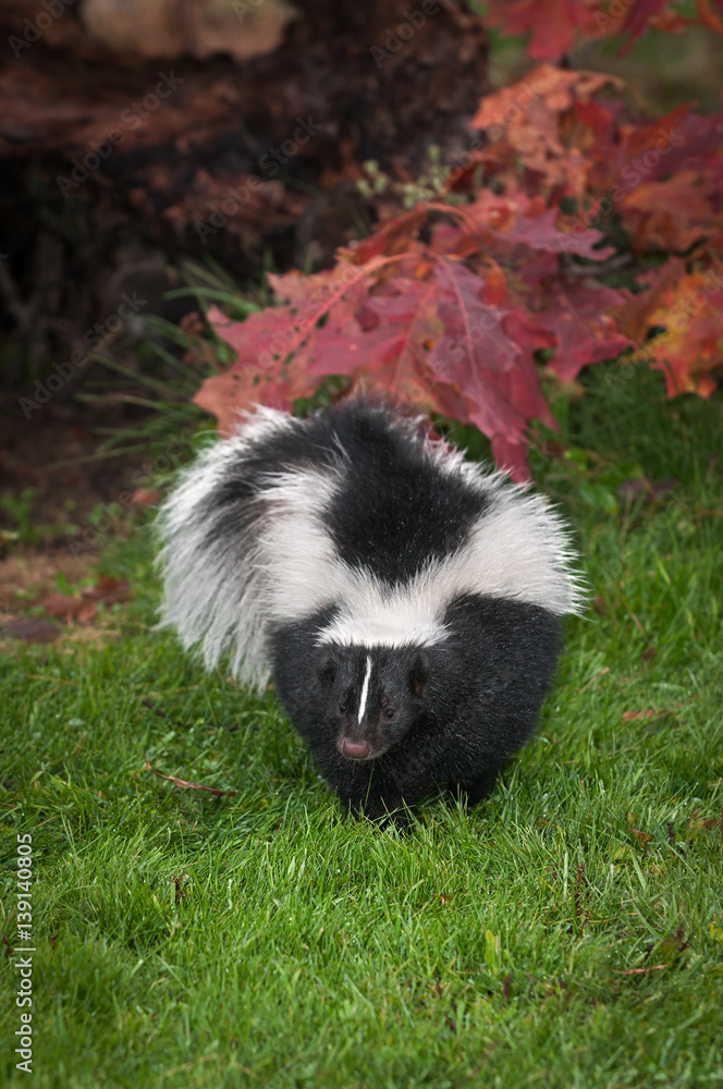 Naklejka premium Striped Skunk (Mephitis mephitis) Waddles Forward