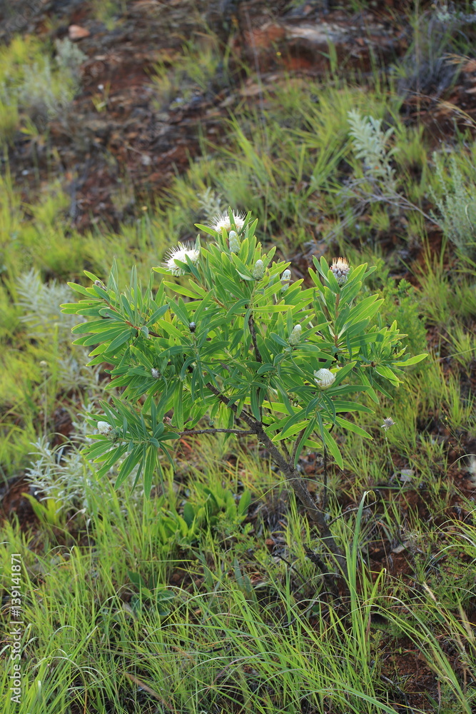 Fototapeta premium Srebrnik ( Protea )