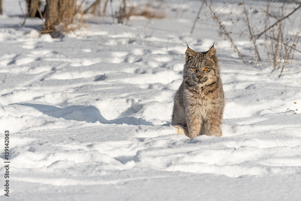 Canadian Lynx (Lynx canadensis) Sits in the Snow Canadian Lynx (Lynx canadensis) Sits in the Snow