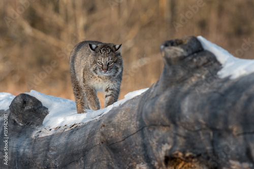 Bobcat  Lynx rufus  Walks Foward on Log