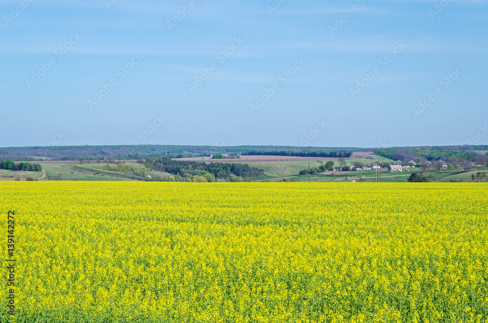 Flowering canola crops