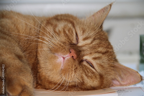 You gotta love this cat