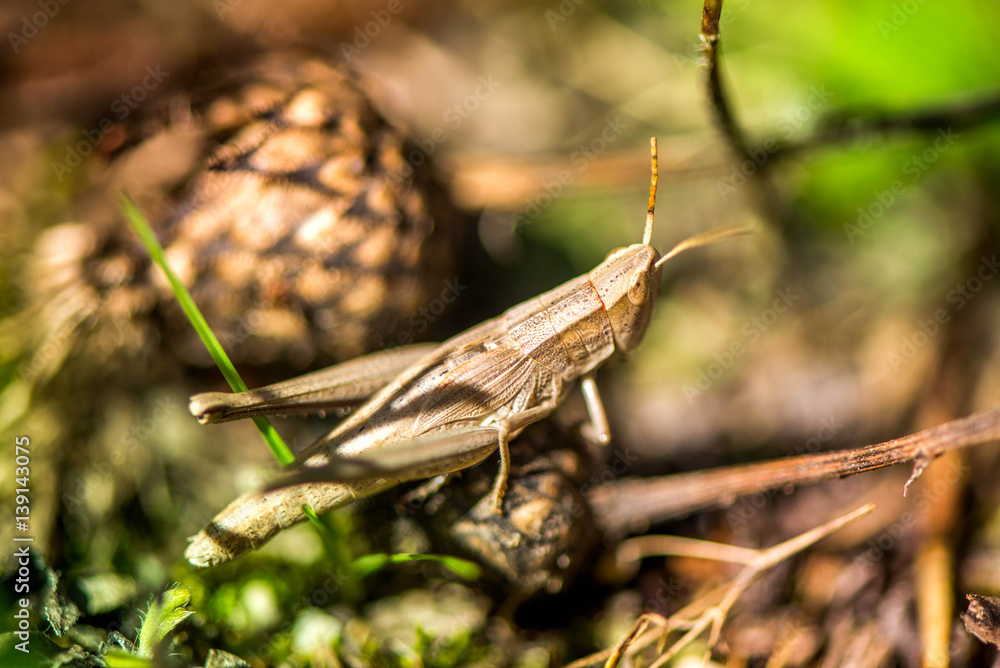 Macro shot of grasshopper, caught while picking mushrooms and cranberries in forest in early autumn. Bugs and insects are hiding in warm green, thick, wet moss layer and grass. Last sunny summer days. Macro shot of grasshopper, caught while picking mushrooms and cranberries in forest in early autumn. Bugs and insects are hiding in warm green, thick, wet moss layer and grass. Last sunny summer days.