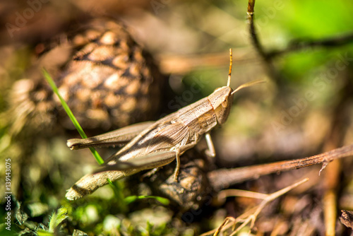 Macro shot of grasshopper, caught while picking mushrooms and cranberries in forest in early autumn. Bugs and insects are hiding in warm green, thick, wet moss layer and grass. Last sunny summer days.