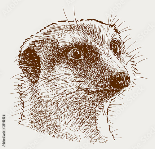 portrait of a surprised mongoose