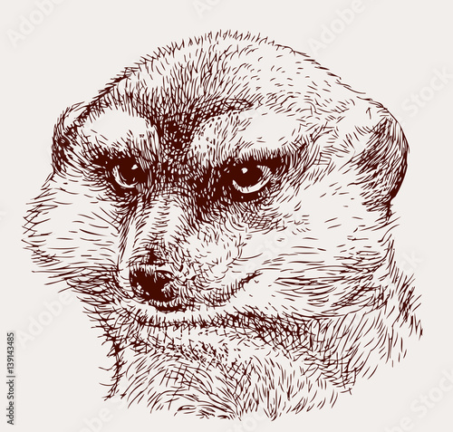 portrait of an angry mongoose