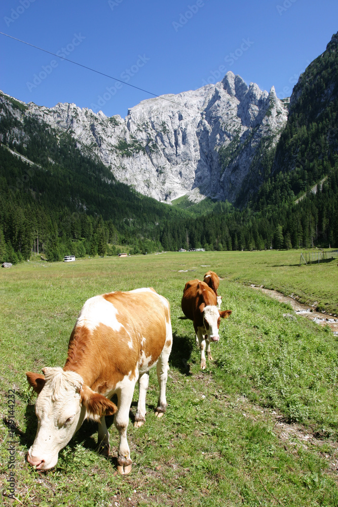 Kühe grasen vor dem Jenner im Berchtesgadener Land