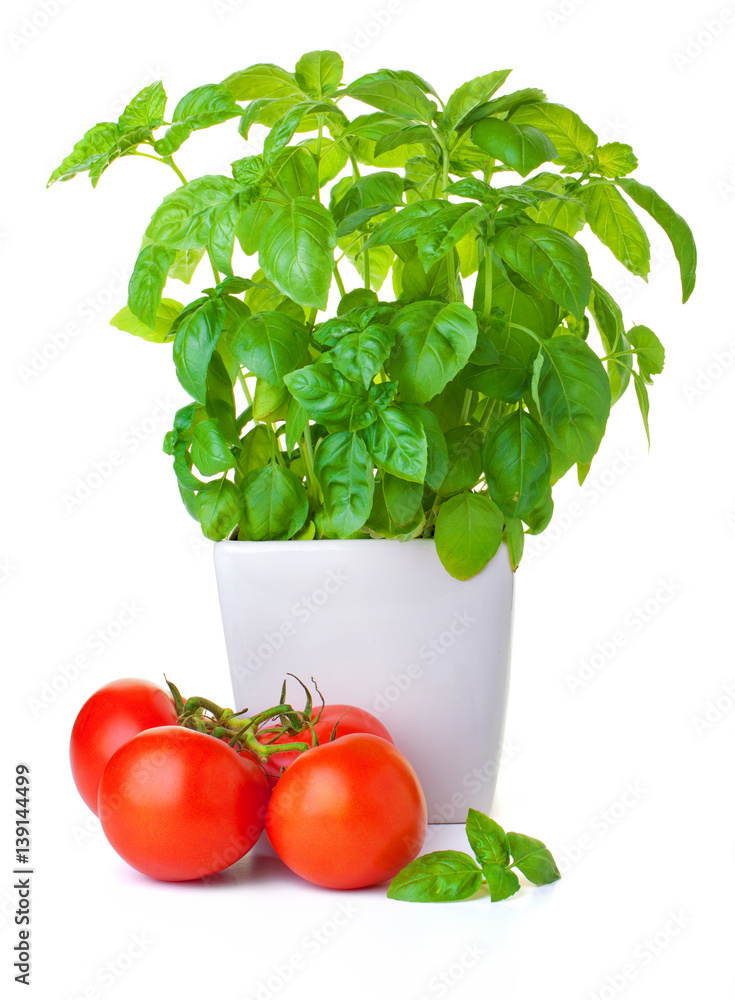 bush of basil and tomatoes on a white background bush of basil and tomatoes on a white background