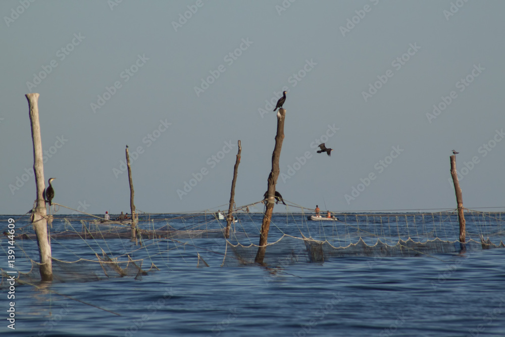 Cormorant hunting around the fishing nets Cormorant hunting around the fishing nets
