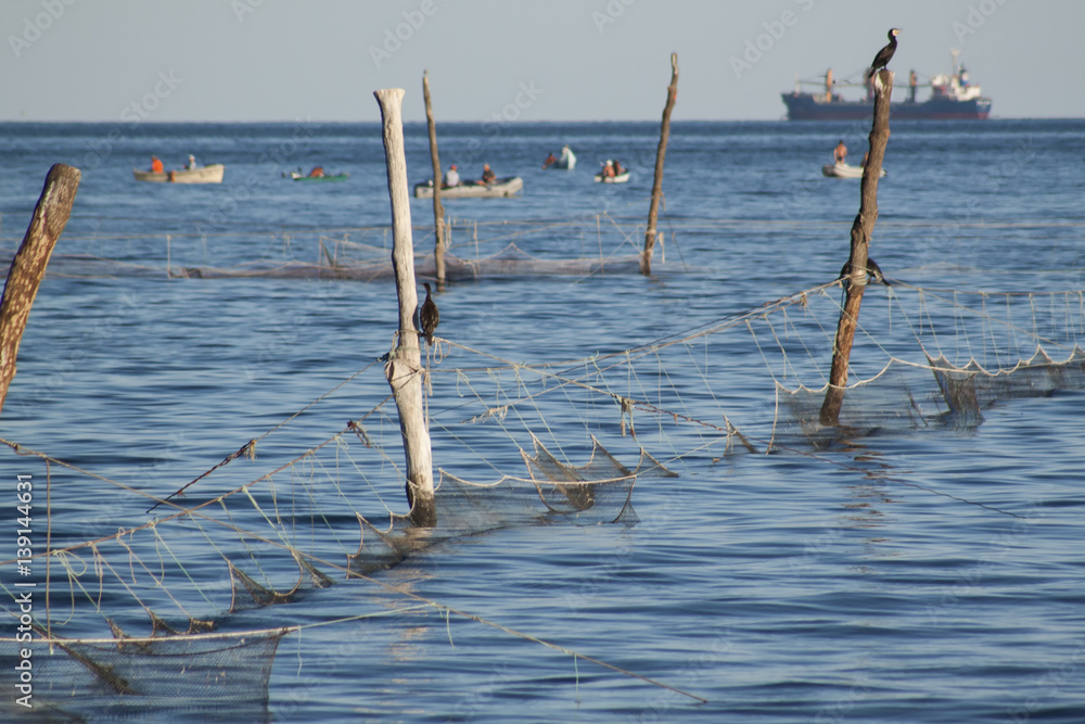 Cormorant hunting around the fishing nets