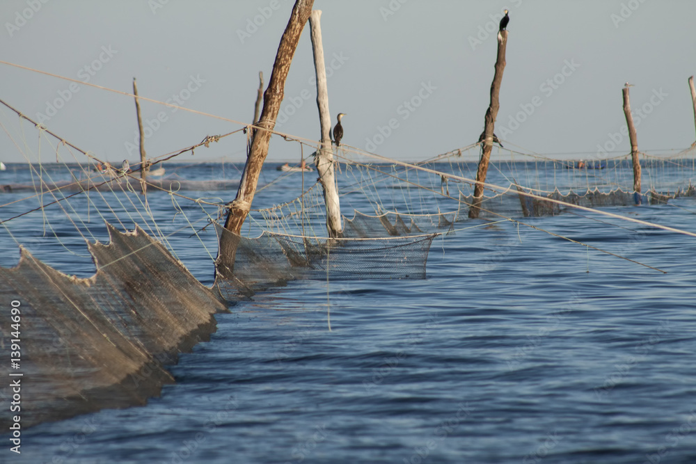 Cormorant hunting around the fishing nets