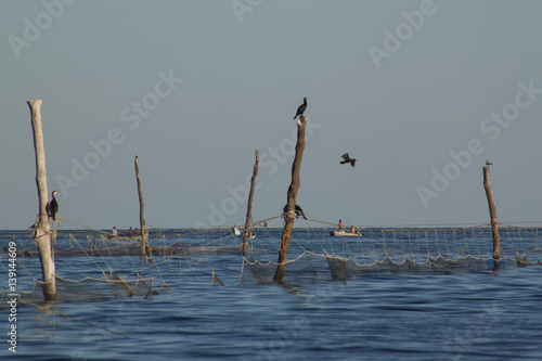 Cormorant hunting around the fishing nets © DHstudio