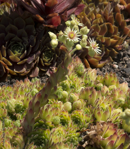 Sempervivum leucanthum with beautiful blossoms_Botanical garden KIT Karlsruhe, Baden Wuerttemberg, Germany photo