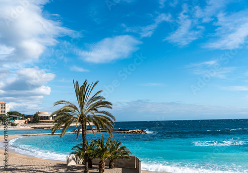 Fototapeta Naklejka Na Ścianę i Meble -  Palms at beautiful Monaco beach