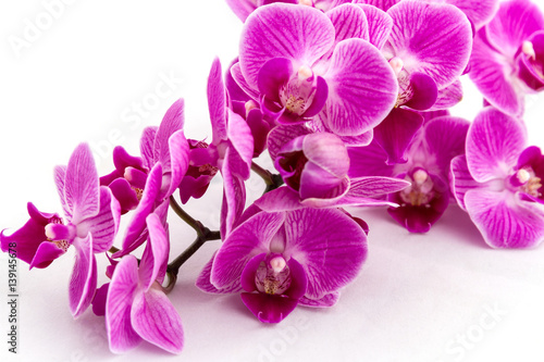 Flowering branch of Orchid falenopsis on white background  