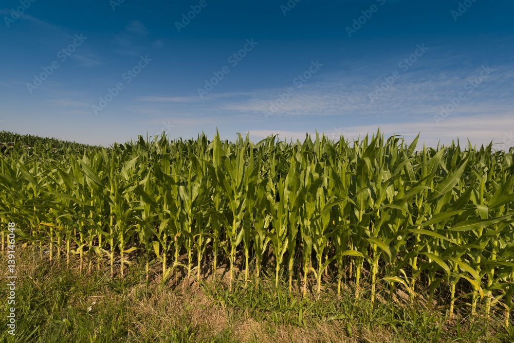 Obraz premium Corn field before harvest, Baden-Wuerttemberg, Germany