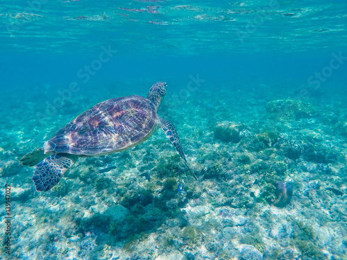 Sea turtle swimming in blue lagoon. Green turtle in sea water. © Elya.Q