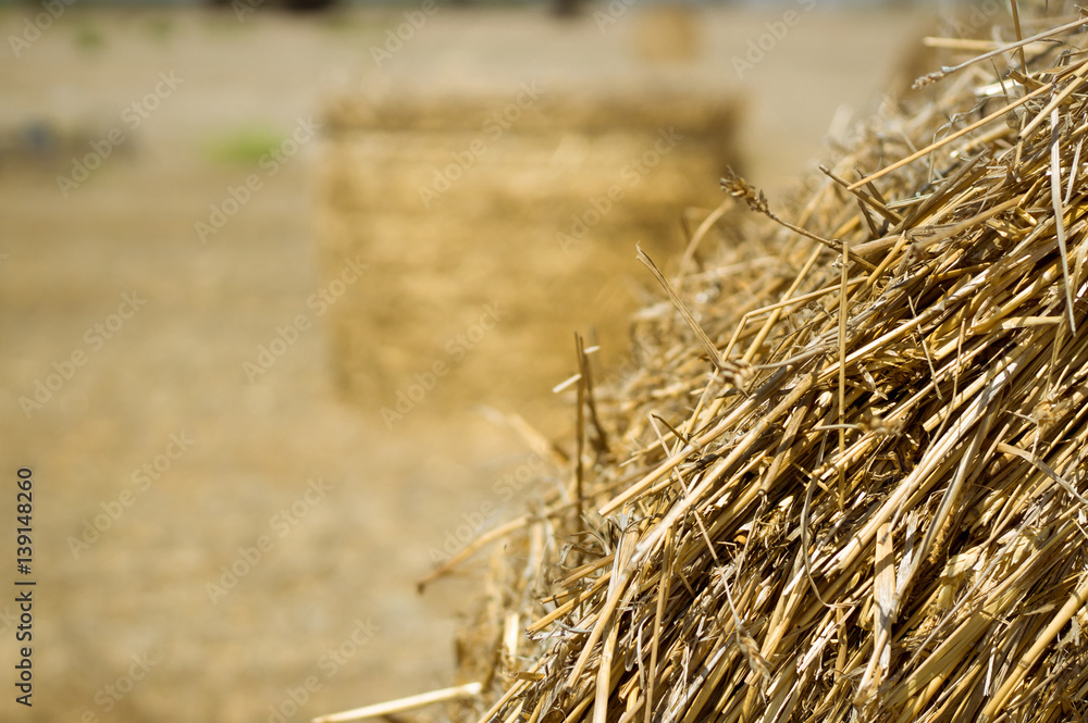Hale bales field on Cyprus. Sunny summer day. Cyprus symbol. Agriculture and travel concept Hale bales field on Cyprus. Sunny summer day. Cyprus symbol. Agriculture and travel concept