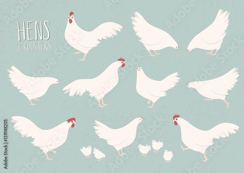 Vector set of white hens and roosters