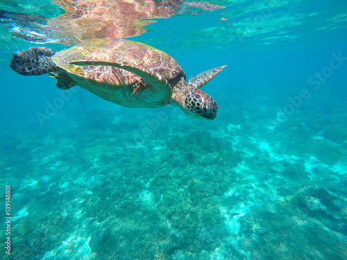 Sea turtle in turquoise water. Green sea turtle close photo. Lovely tortoise closeup.