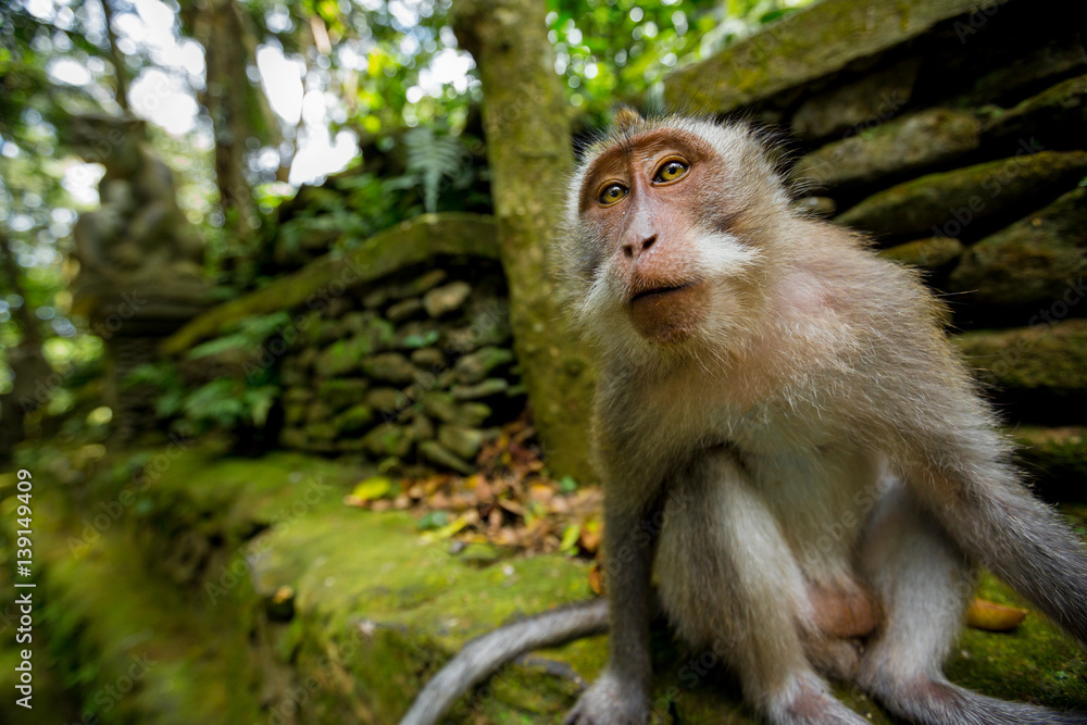 Fototapeta premium Monkey in Ubud Bali