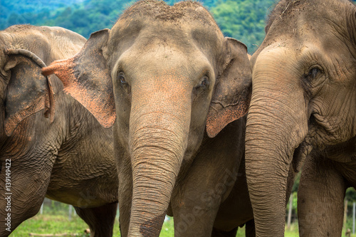 Three elephants in nature park - Chiang Mai, Thailand